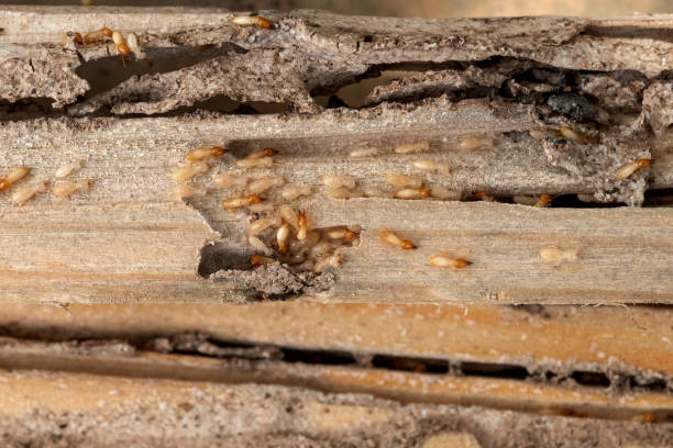 Best Emergency Pest Control  in Kalida, OH