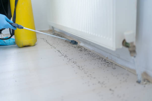 Best Local Pest Control Services  in Kalida, OH