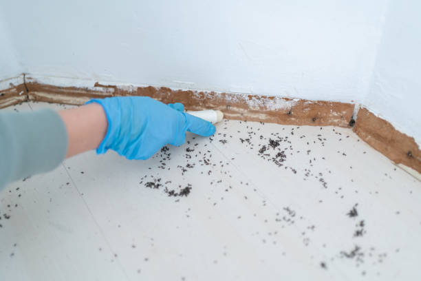 Best Wasp Removal Services  in Kalida, OH