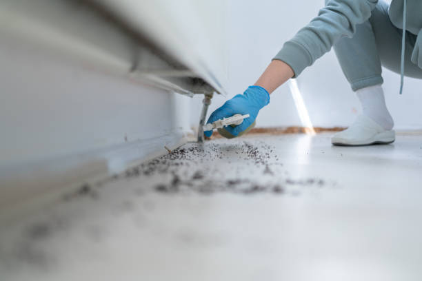 Best Flea Control Services  in Kalida, OH